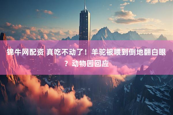 锦牛网配资 真吃不动了！羊驼被喂到倒地翻白眼？动物园回应